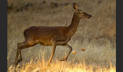 Rotwild (Cervus elaphus)