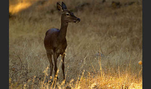 Rotwild (Cervus elaphus)