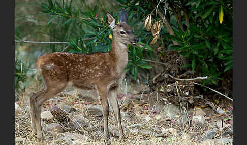 Rotwild (Cervus elaphus)