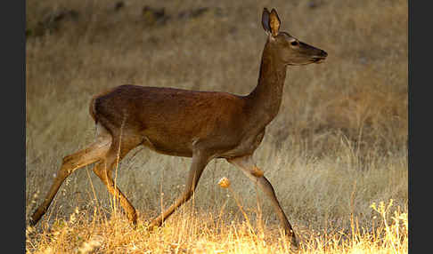 Rotwild (Cervus elaphus)