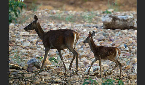 Rotwild (Cervus elaphus)