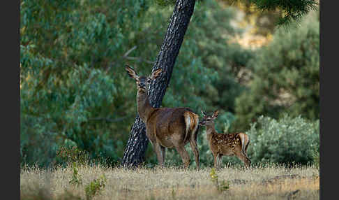 Rotwild (Cervus elaphus)