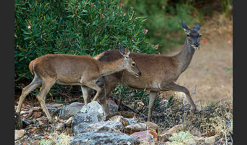 Rotwild (Cervus elaphus)