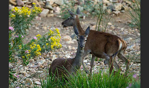 Rotwild (Cervus elaphus)