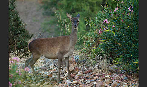 Rotwild (Cervus elaphus)