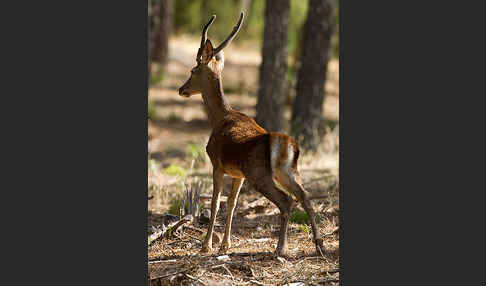 Rotwild (Cervus elaphus)