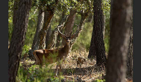 Rotwild (Cervus elaphus)