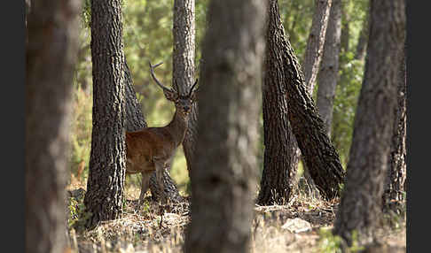 Rotwild (Cervus elaphus)