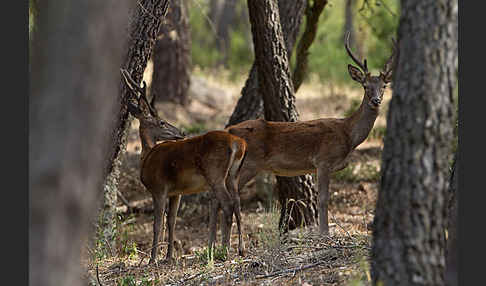 Rotwild (Cervus elaphus)