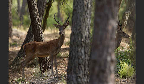 Rotwild (Cervus elaphus)