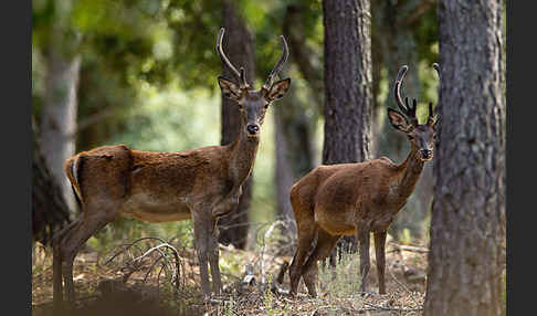 Rotwild (Cervus elaphus)