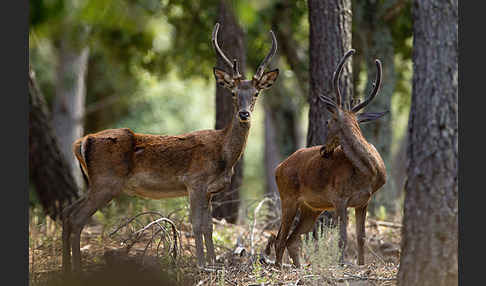 Rotwild (Cervus elaphus)