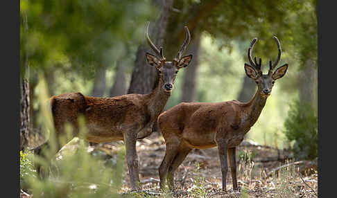 Rotwild (Cervus elaphus)