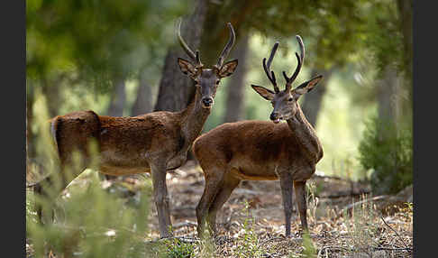 Rotwild (Cervus elaphus)