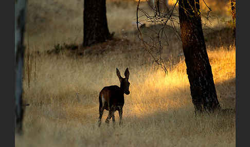 Rotwild (Cervus elaphus)