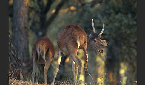 Rotwild (Cervus elaphus)