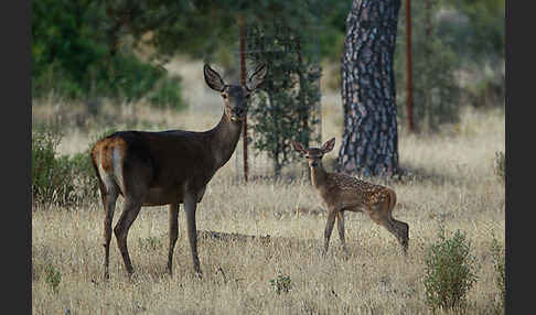 Rotwild (Cervus elaphus)