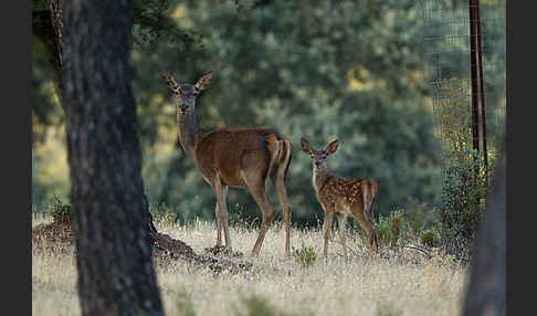 Rotwild (Cervus elaphus)