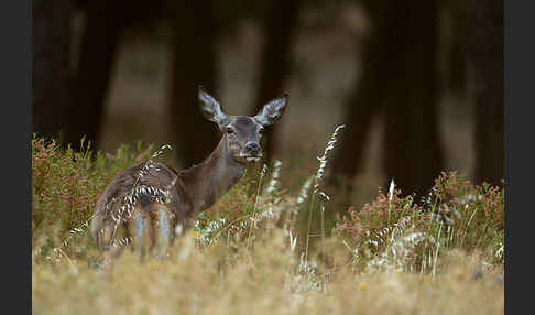 Rotwild (Cervus elaphus)