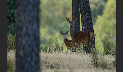 Rotwild (Cervus elaphus)