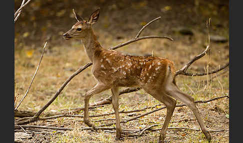 Rotwild (Cervus elaphus)