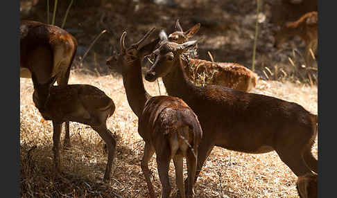 Rotwild (Cervus elaphus)