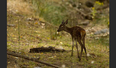 Rotwild (Cervus elaphus)