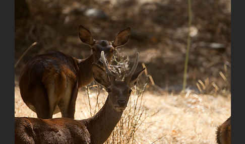 Rotwild (Cervus elaphus)