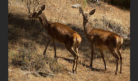 Rotwild (Cervus elaphus)