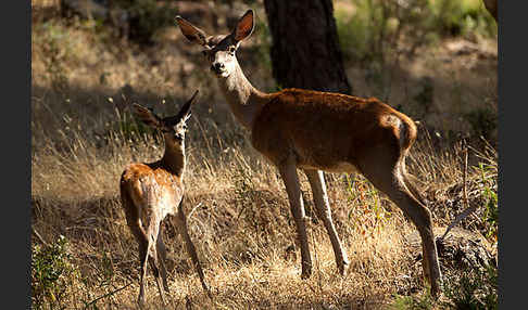 Rotwild (Cervus elaphus)