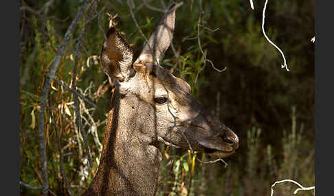 Rotwild (Cervus elaphus)