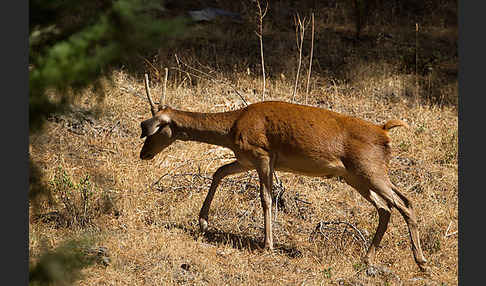 Rotwild (Cervus elaphus)