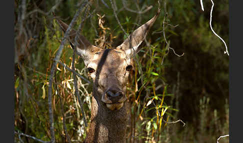 Rotwild (Cervus elaphus)