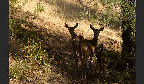 Rotwild (Cervus elaphus)