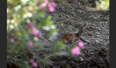 Rotwild (Cervus elaphus)