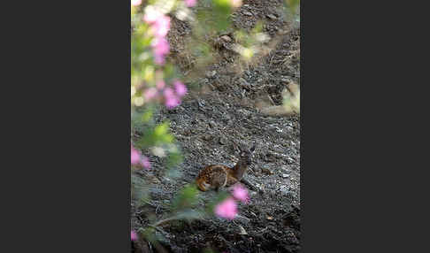 Rotwild (Cervus elaphus)