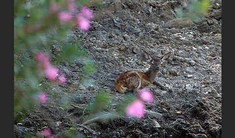 Rotwild (Cervus elaphus)