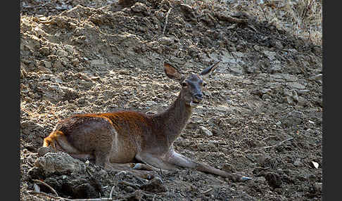 Rotwild (Cervus elaphus)