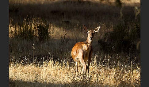 Rotwild (Cervus elaphus)