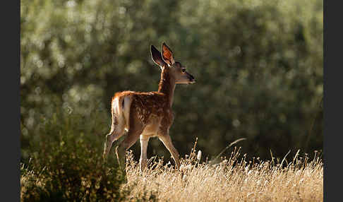 Rotwild (Cervus elaphus)