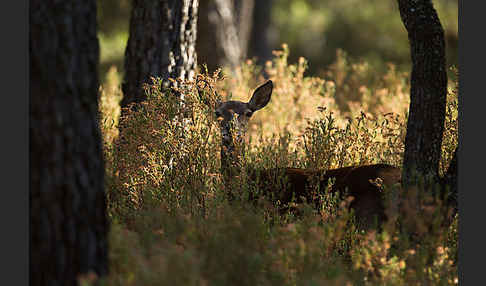 Rotwild (Cervus elaphus)