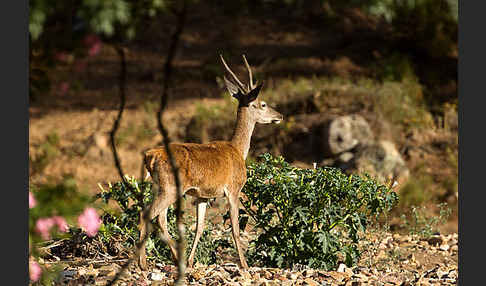 Rotwild (Cervus elaphus)