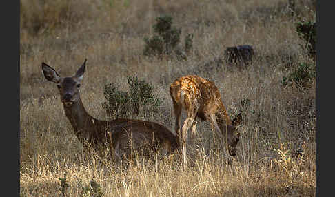 Rotwild (Cervus elaphus)