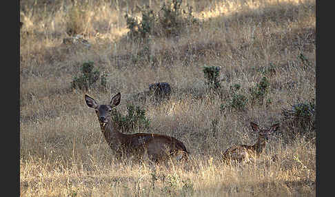 Rotwild (Cervus elaphus)