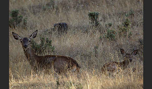 Rotwild (Cervus elaphus)