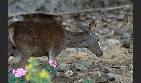 Rotwild (Cervus elaphus)