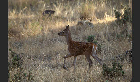 Rotwild (Cervus elaphus)