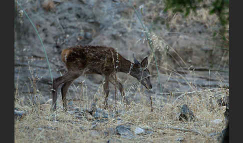 Rotwild (Cervus elaphus)