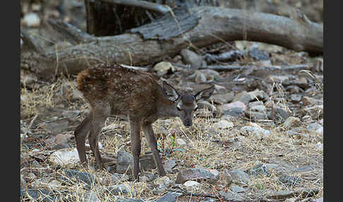 Rotwild (Cervus elaphus)