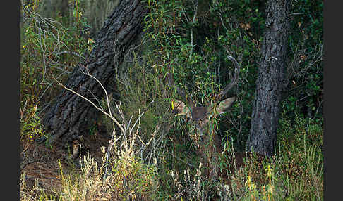 Rotwild (Cervus elaphus)